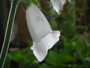 S500 white flower
